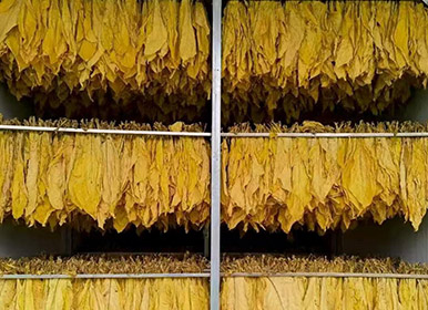 Tobacco Drying